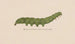 Entomology watercolor Painting Pl098 - George Hudson — artwork view