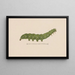 Entomology watercolor Painting Pl098 - George Hudson — framed artwork on a wall