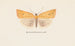 Entomology watercolor Painting Pl099 - George Hudson — artwork view