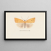Entomology watercolor Painting Pl099 - George Hudson — framed artwork on a wall