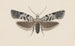 Aquarelle d'entomologie Pl100 - George Hudson — artwork view