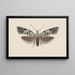 Aquarelle d'entomologie Pl100 - George Hudson — framed artwork on a wall