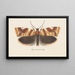 Entomology watercolor Painting Pl101 - George Hudson — framed artwork on a wall