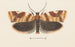 Entomology watercolor Painting Pl101 - George Hudson — artwork view