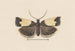 Entomology watercolor Pl103 - George Hudson — artwork view