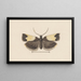 Entomology watercolor Pl103 - George Hudson — framed artwork on a wall
