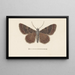 Entomology watercolor Painting Pl105 - George Hudson — framed artwork on a wall