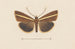 Entomology watercolor Pl106 - George Hudson — artwork view