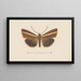 Entomology watercolor Pl106 - George Hudson — framed artwork on a wall
