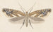 Entomology watercolor Pl107 - George Hudson — artwork view