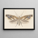 Entomology watercolor Pl107 - George Hudson — framed artwork on a wall