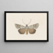 Aquarelle d'entomologie Pl109 - George Hudson — framed artwork on a wall