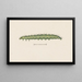 Entomology watercolor Painting Pl110 - George Hudson — framed artwork on a wall