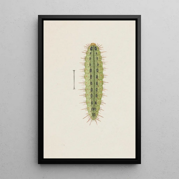 Entomological watercolor painting Pl111 - George Hudson — framed artwork on a wall