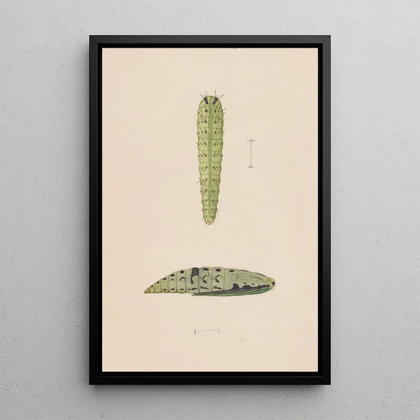 Entomological watercolor painting Pl112 - George Hudson — framed artwork on a wall