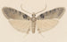 Entomology watercolor Pl113 - George Hudson — artwork view