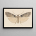 Entomology watercolor Pl113 - George Hudson — framed artwork on a wall