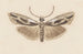 Entomology watercolor Pl119 - George Hudson — artwork view