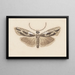 Entomology watercolor Pl119 - George Hudson — framed artwork on a wall