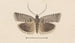 Entomology watercolor Pl121 - George Hudson — artwork view