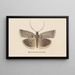 Entomology watercolor Pl121 - George Hudson — framed artwork on a wall