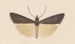 Entomology watercolor Pl124 - George Hudson — artwork view
