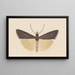 Entomology watercolor Pl124 - George Hudson — framed artwork on a wall