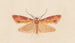 Entomology watercolor Pl125 - George Hudson — artwork view