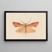 Entomology watercolor Pl125 - George Hudson — framed artwork on a wall