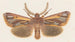 Entomology watercolor Pl126 - George Hudson — artwork view