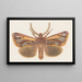 Entomology watercolor Pl126 - George Hudson — framed artwork on a wall