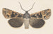 Entomology watercolor Pl127 - George Hudson — artwork view