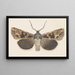 Entomology watercolor Pl127 - George Hudson — framed artwork on a wall