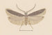 Entomology watercolor Pl128 - George Hudson — artwork view