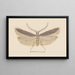 Entomology watercolor Pl128 - George Hudson — framed artwork on a wall