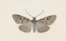Entomology watercolor Pl129 - George Hudson — artwork view