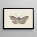 Entomology watercolor Pl129 - George Hudson — framed artwork on a wall