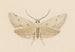 Entomology watercolor Pl130 - George Hudson — artwork view