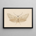 Entomology watercolor Pl130 - George Hudson — framed artwork on a wall