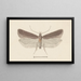 Aquarelle d'entomologie Pl132 - George Hudson — framed artwork on a wall