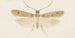 Entomology watercolor Pl135 - George Hudson — artwork view