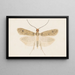 Entomology watercolor Pl135 - George Hudson — framed artwork on a wall