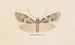 Entomology watercolor Pl138 - George Hudson — artwork view