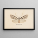 Entomology watercolor Pl138 - George Hudson — framed artwork on a wall