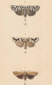Aquarelle entomologique Pl140 - George Hudson — artwork view