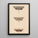 Aquarelle entomologique Pl140 - George Hudson — framed artwork on a wall