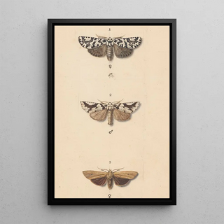 George Hudson - Entomology watercolour Pl140.webp