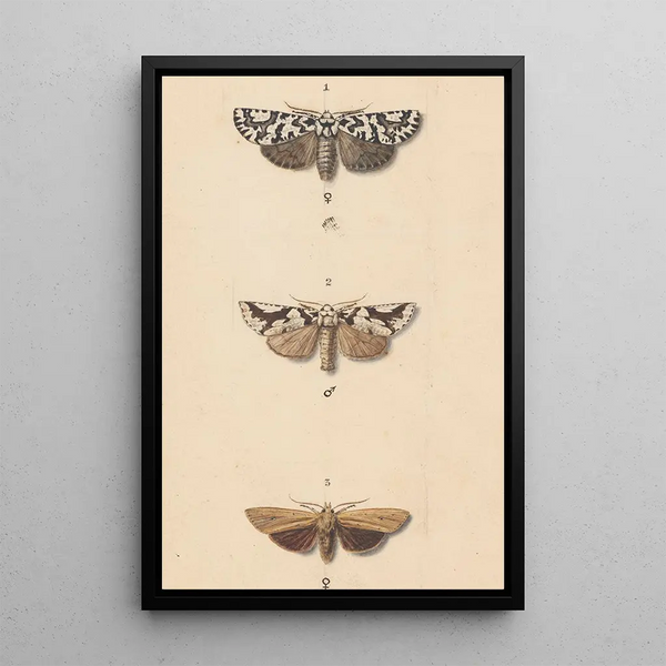 Aquarelle entomologique Pl140 - George Hudson — framed artwork on a wall