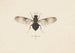 Entomology watercolor Pl141 - George Hudson — artwork view