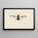 Entomology watercolor Pl141 - George Hudson — framed artwork on a wall